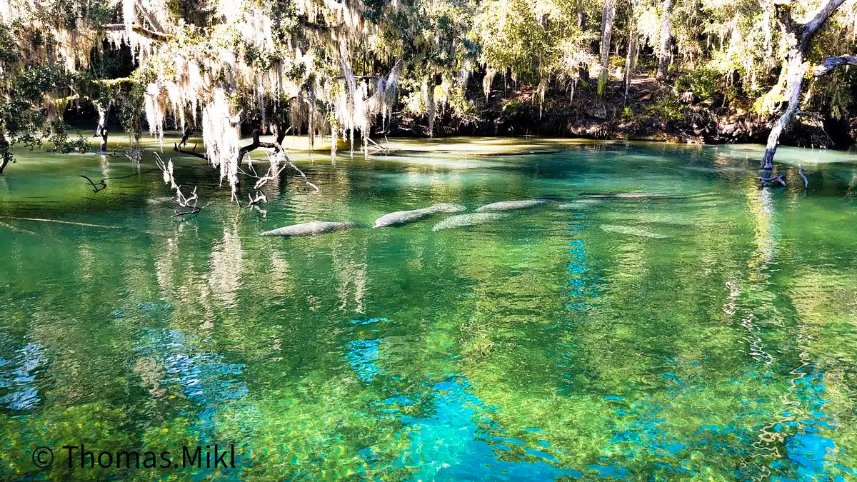 Blue Springs