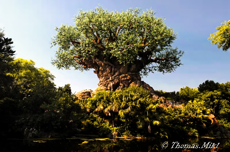 Animal Kingdom